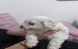 Bichon Frise dogs for sale: Adorable Puppies Ready for Their Forever Homes  - Image 5