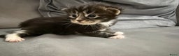 Maine Coon cats for sale: Maine Coon kittens some polydactyl.  - Advert 8