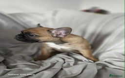French Bulldog dogs for sale: French bulldog puppies - Image 9