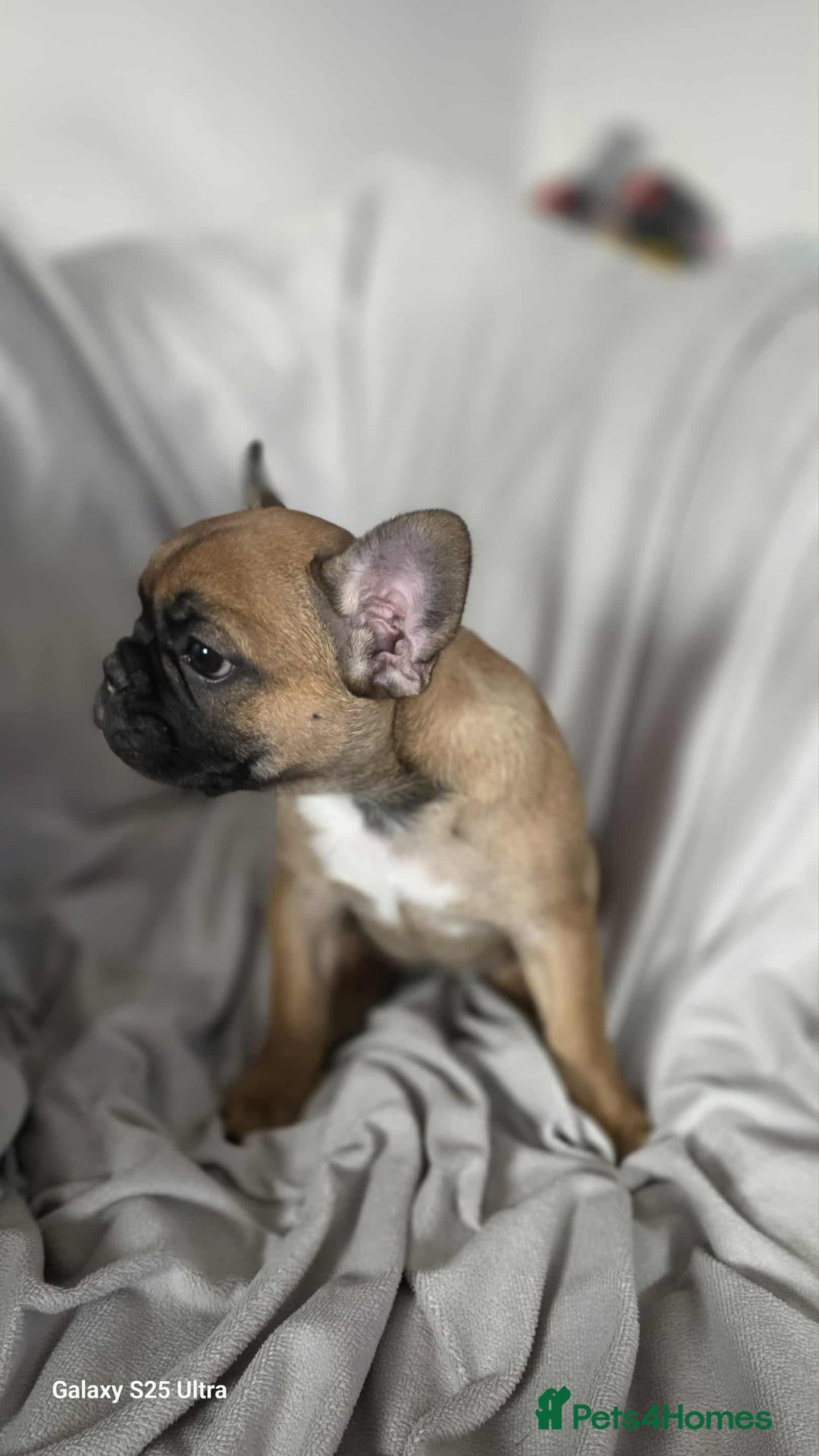 French Bulldog dogs for sale: French bulldog puppies - Image 9