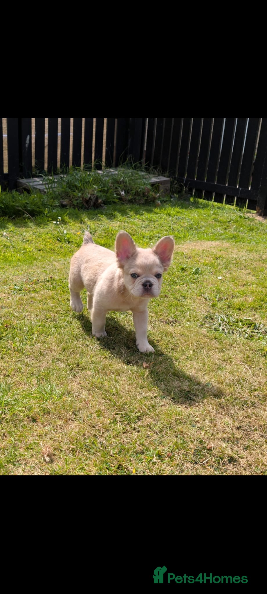 French Bulldog dogs Price reduced Fluffy French Bulldogs - Advert 2