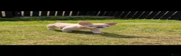 French Bulldog dogs for sale: Price reduced Fluffy French Bulldogs - Advert 9