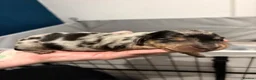 Dachshund dogs for sale: Beautiful miniature Dachshund Puppies - Advert 3