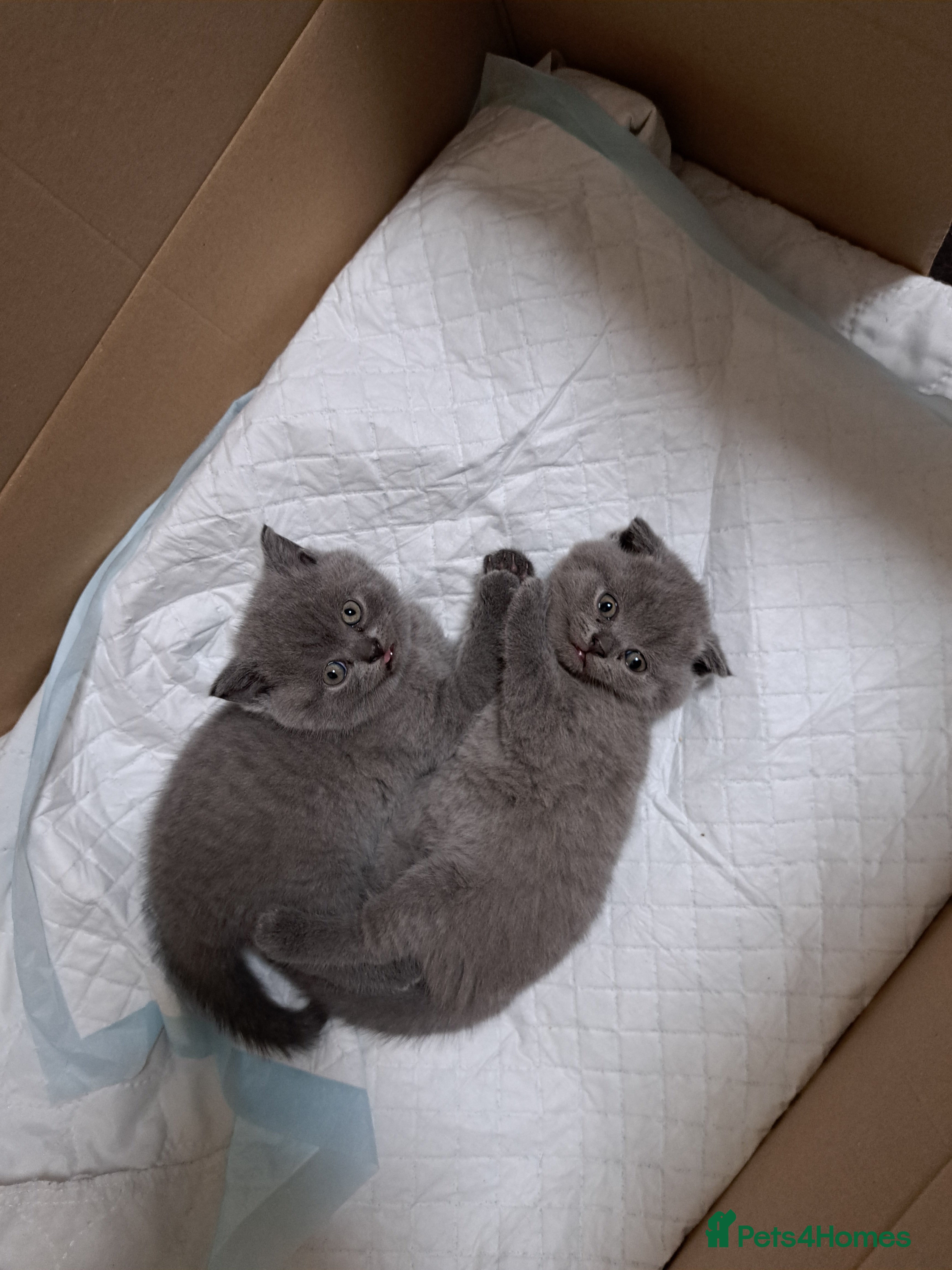 British Shorthair cats British Shorthair Blue/TWO KITTENS ARE AVAILABLE  - Advert 5