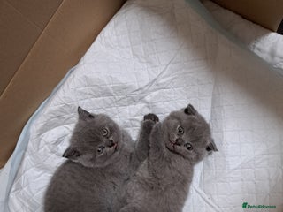 British Shorthair cats British Shorthair Blue/TWO KITTENS ARE AVAILABLE - Advert 5