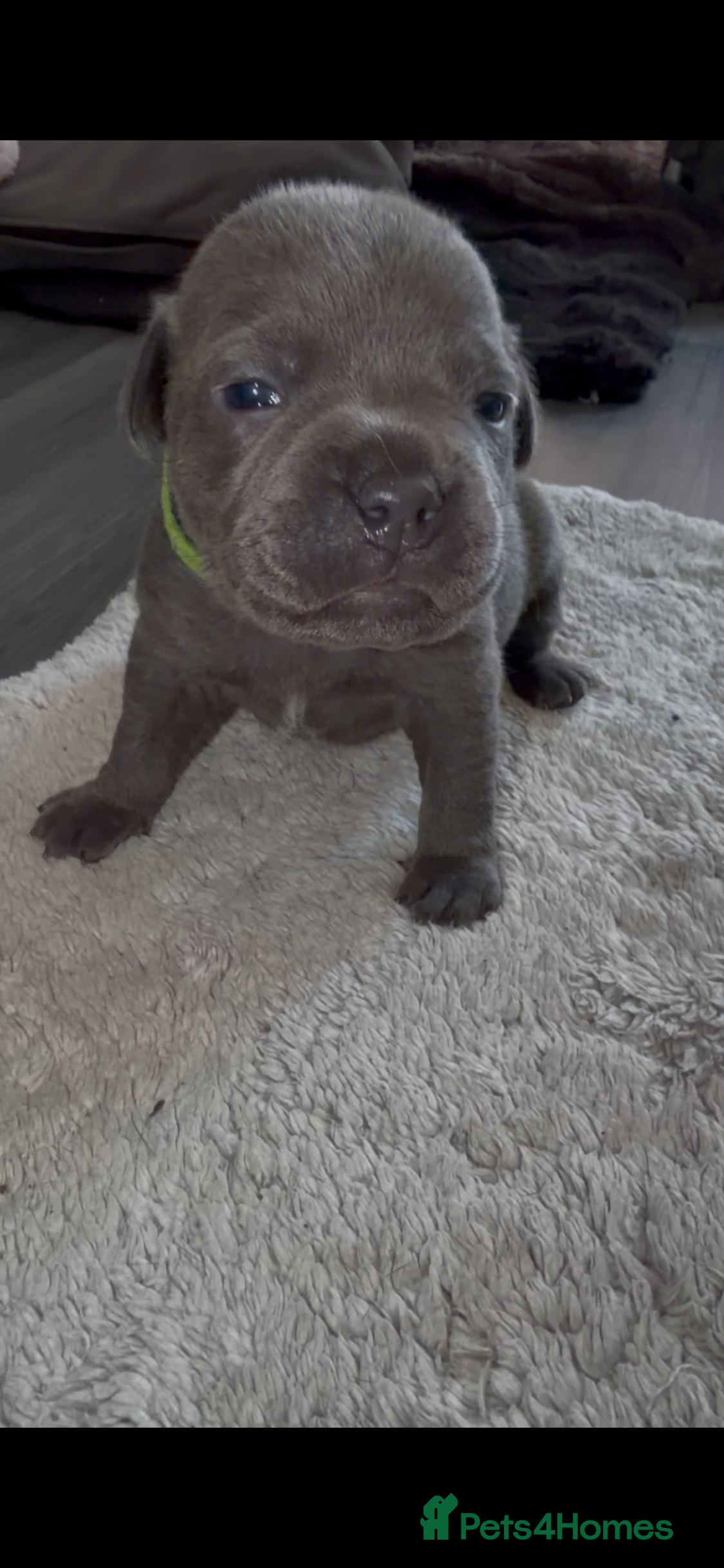 Staffordshire Bull Terrier dogs 1 beautiful KC staffy puppy left - Advert 8