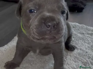 Staffordshire Bull Terrier dogs 1 beautiful KC staffy puppy left - Advert 8