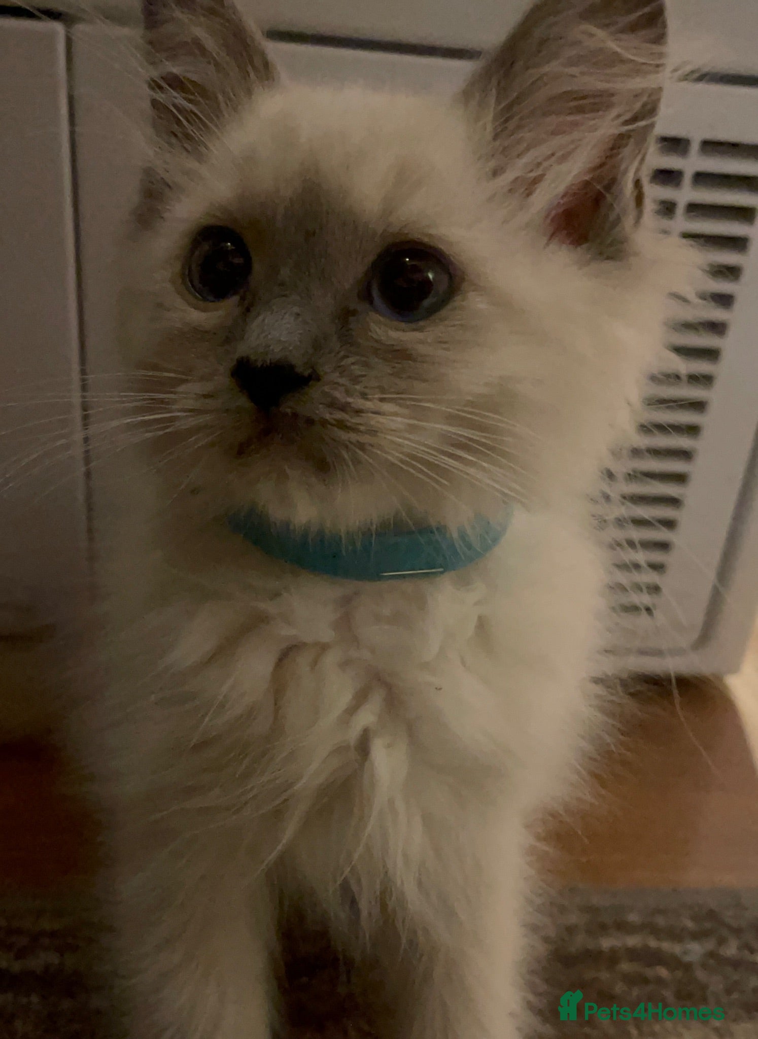 Ragdoll cats Ragdoll kittens  - Advert 2