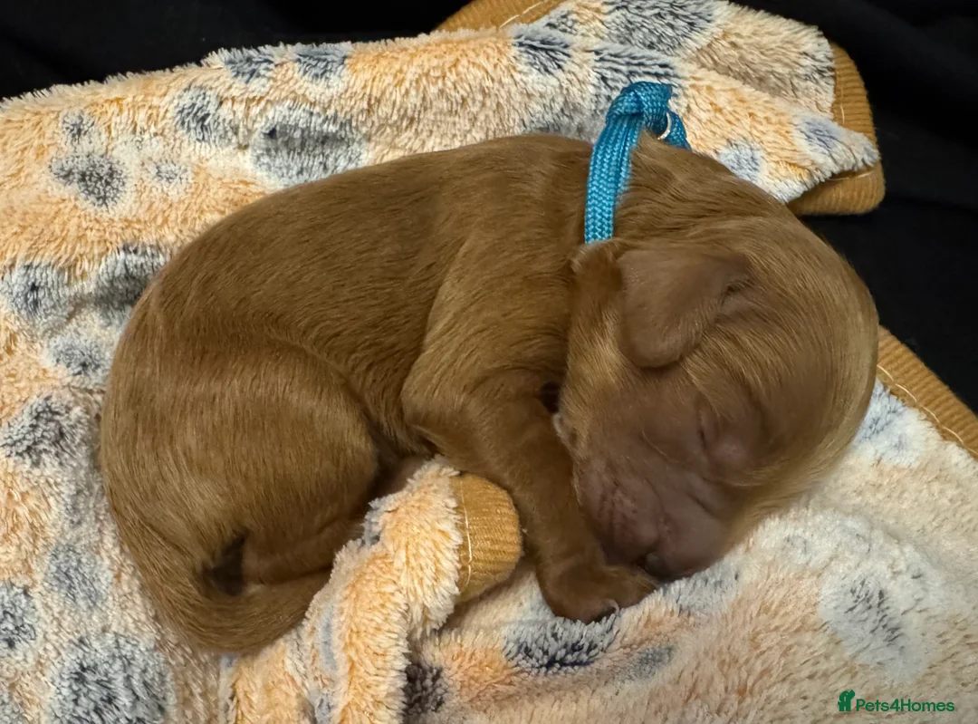 Cockapoo dogs for sale: Beautiful Fox Red Cockapoos - Advert 11