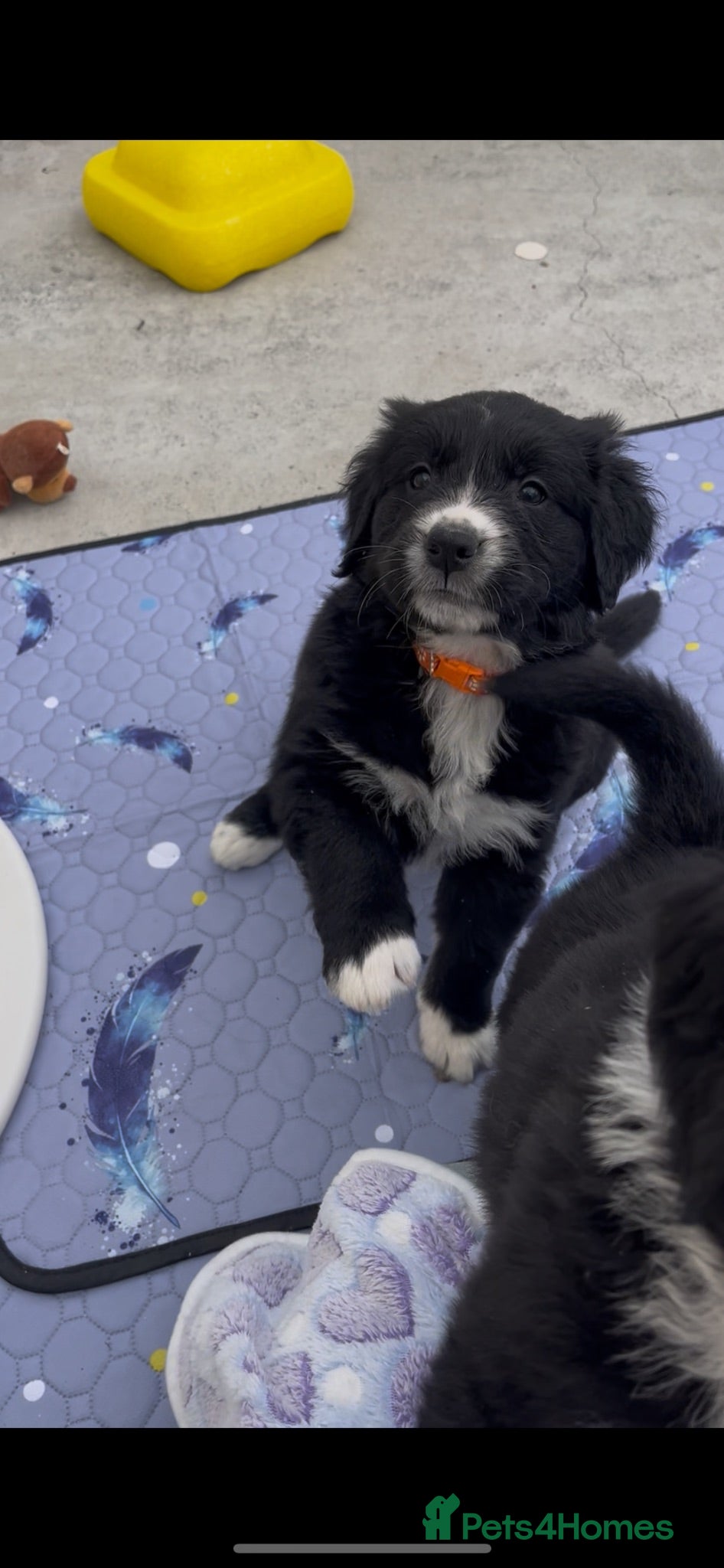Mixed Breed dogs Golden Retriever x Australian Shepherd Puppies - Advert 2