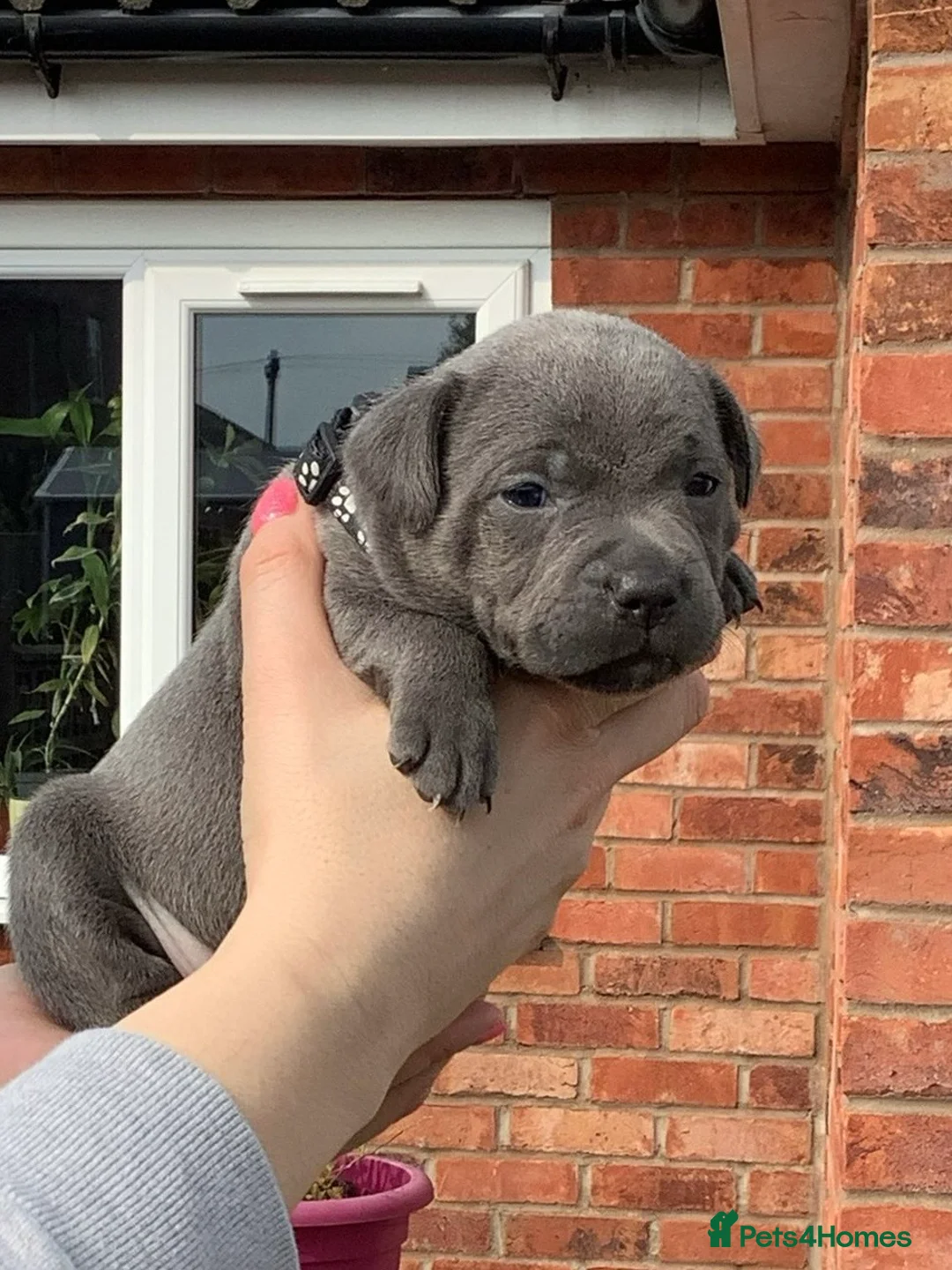 Staffordshire Bull Terrier dogs for sale: Litter of 9 blue and black staffy pups  - Advert 21