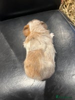 Guinea Pig rodents - Advert 8