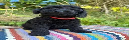Cockapoo dogs for sale: F1b READY NOW. Health tested parents.  - Advert 7