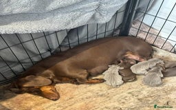 Dachshund dogs for sale: Dashhound puppies  - Image 3