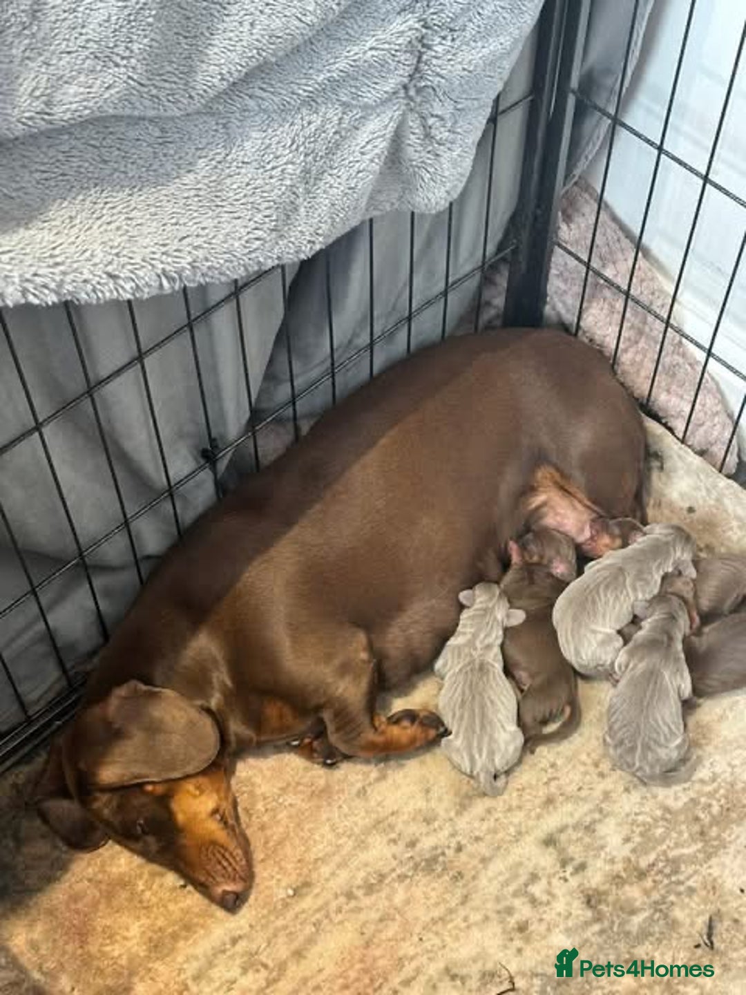 Dachshund dogs for sale: Dashhound puppies  - Image 3