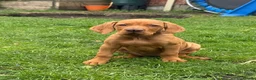 Hungarian Vizsla dogs for sale: Ready Now KC Hungarian Vizsla Puppies - Advert 20