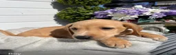 Labrador Retriever dogs for sale: Stunning Labrador puppies  in Dartford - Advert 9