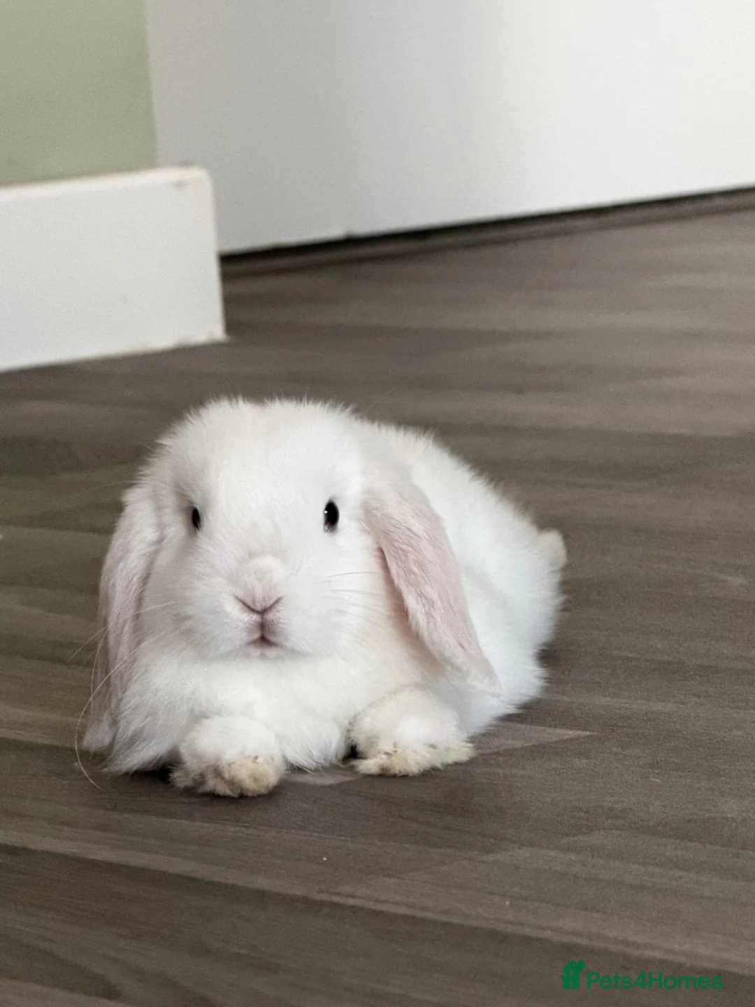 Mini Lop rabbits for sale: 2 mini lops white/light brown  in Cheltenham - Advert 2