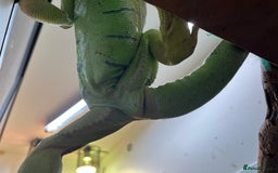 Iguana reptiles for sale: Young Male Green Iguana - Advert 2