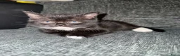 Scottish Fold cats for sale: Beautiful Scottish Fold Mix Kittens 2 Girls 1 boy in Wallington - Advert 26