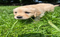 Golden Retriever dogs for sale: Quality KC puppies from health tested parents  - Image 6