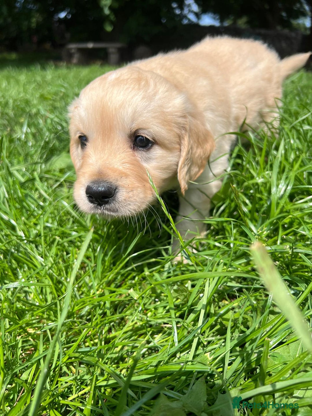 Golden Retriever dogs for sale: Quality KC puppies from health tested parents  - Image 6
