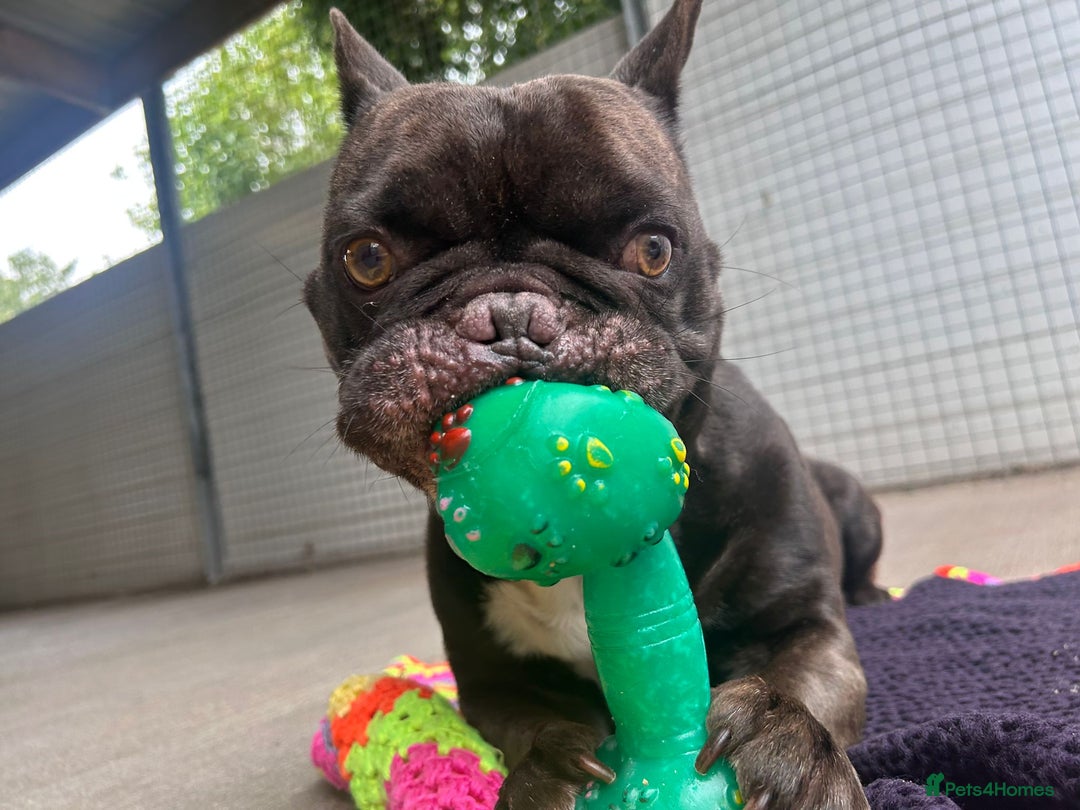 French Bulldog dogs for adoption: Otis  - Image 1