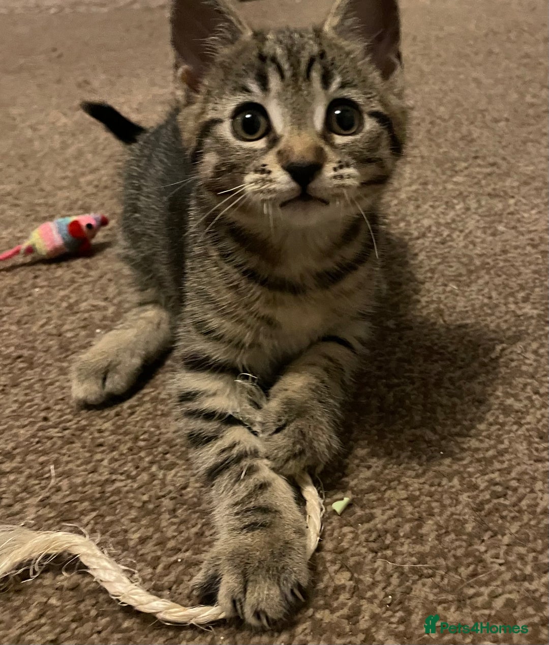 Domestic Shorthair cats for sale: ** LAST GIRL LEFT ** - Image 3