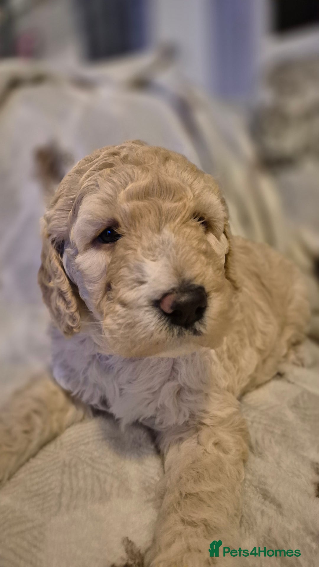 Australian Labradoodle dogs for sale: LAST ONE BOY - Australian Labradoodle Puppies  - Advert 26