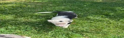 Mixed Breed dogs for sale: 4 beautiful collie pups  - Advert 2
