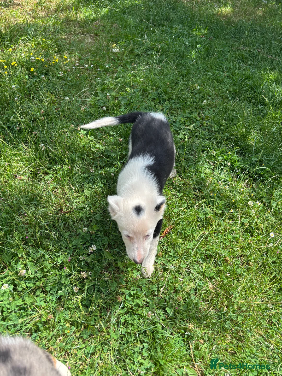 Mixed Breed dogs for sale: 4 beautiful collie pups  - Advert 2