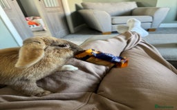 English Lop rabbits for sale: Female rabbit - Image 3