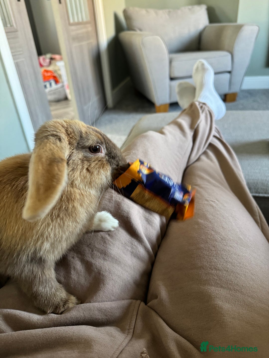 English Lop rabbits for sale: Female rabbit - Image 3