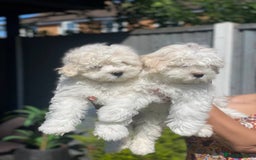 Maltipoo dogs for sale: Maltichon Puppy Looking for His Forever Home - Image 3