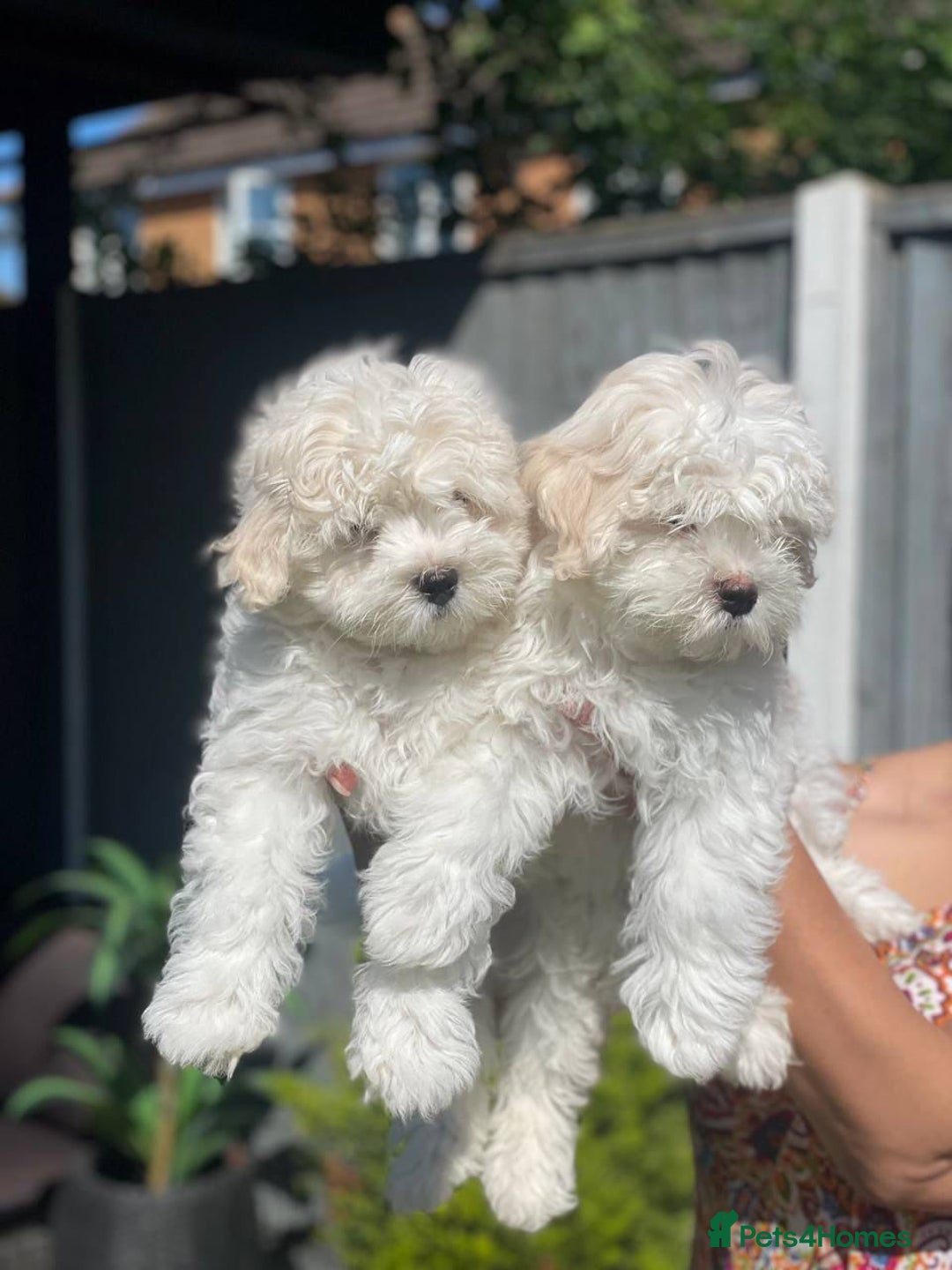 Maltipoo dogs for sale: Maltichon Puppy Looking for His Forever Home - Image 3