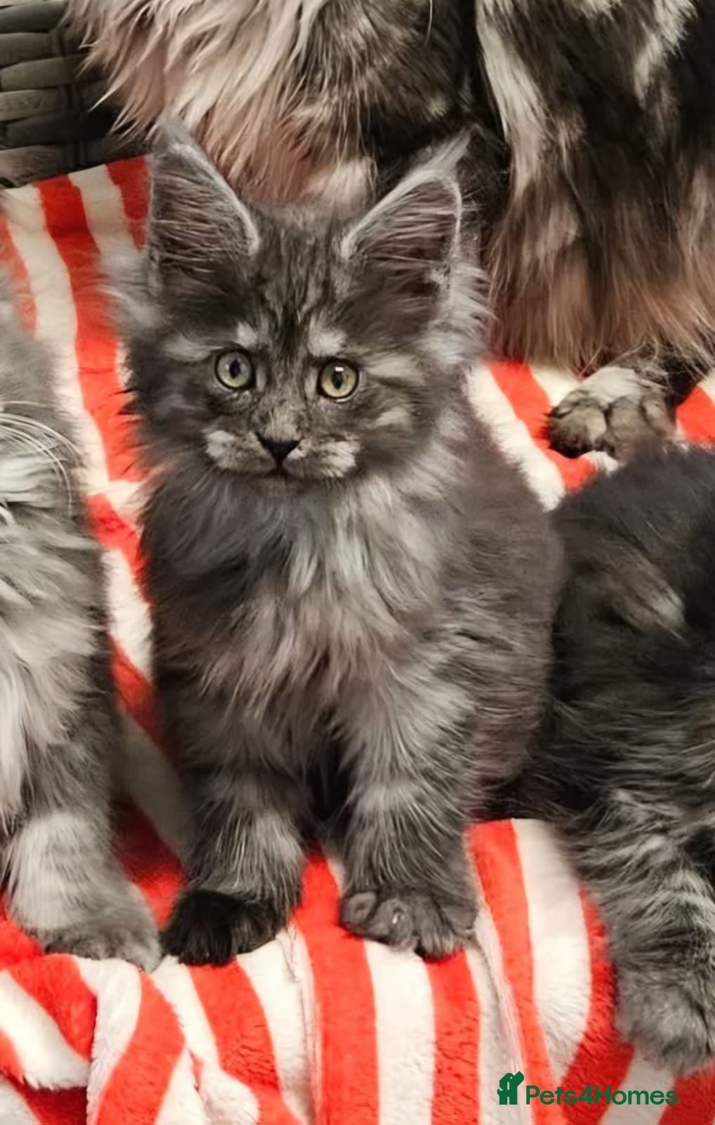 Maine Coon cats Giants TICA and GCCF Maine Coon registered  - Advert 3
