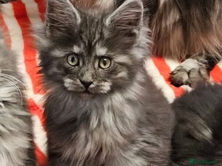 Maine Coon cats Giants TICA and GCCF Maine Coon registered - Advert 3