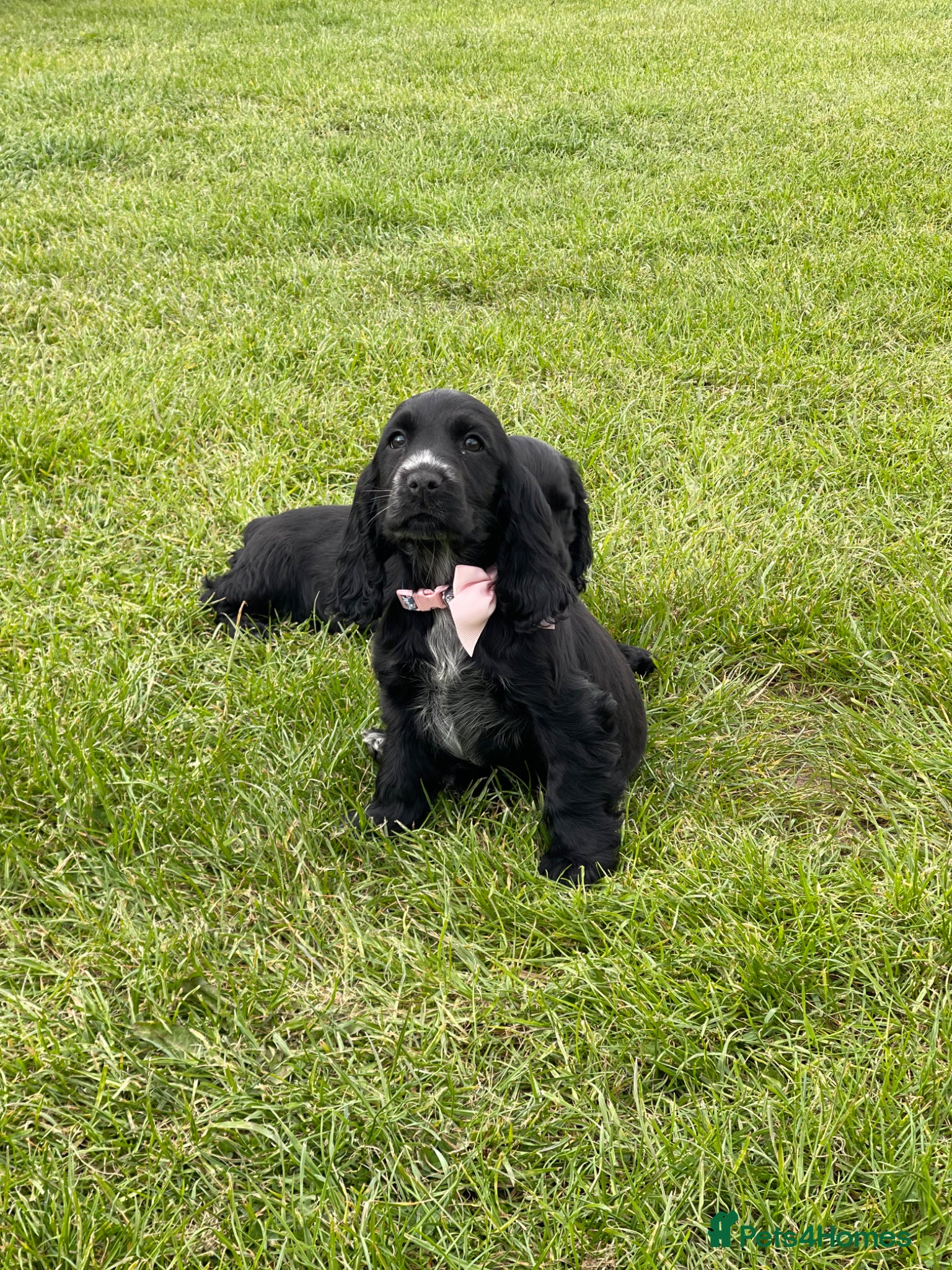 Cocker Spaniel dogs SHOW TYPE COCKER SPANEILS now ready for new home - Advert 10