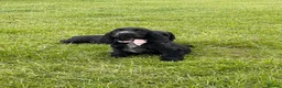 Cocker Spaniel dogs for sale: SHOW TYPE COCKER SPANEILS now ready for new home - Advert 1