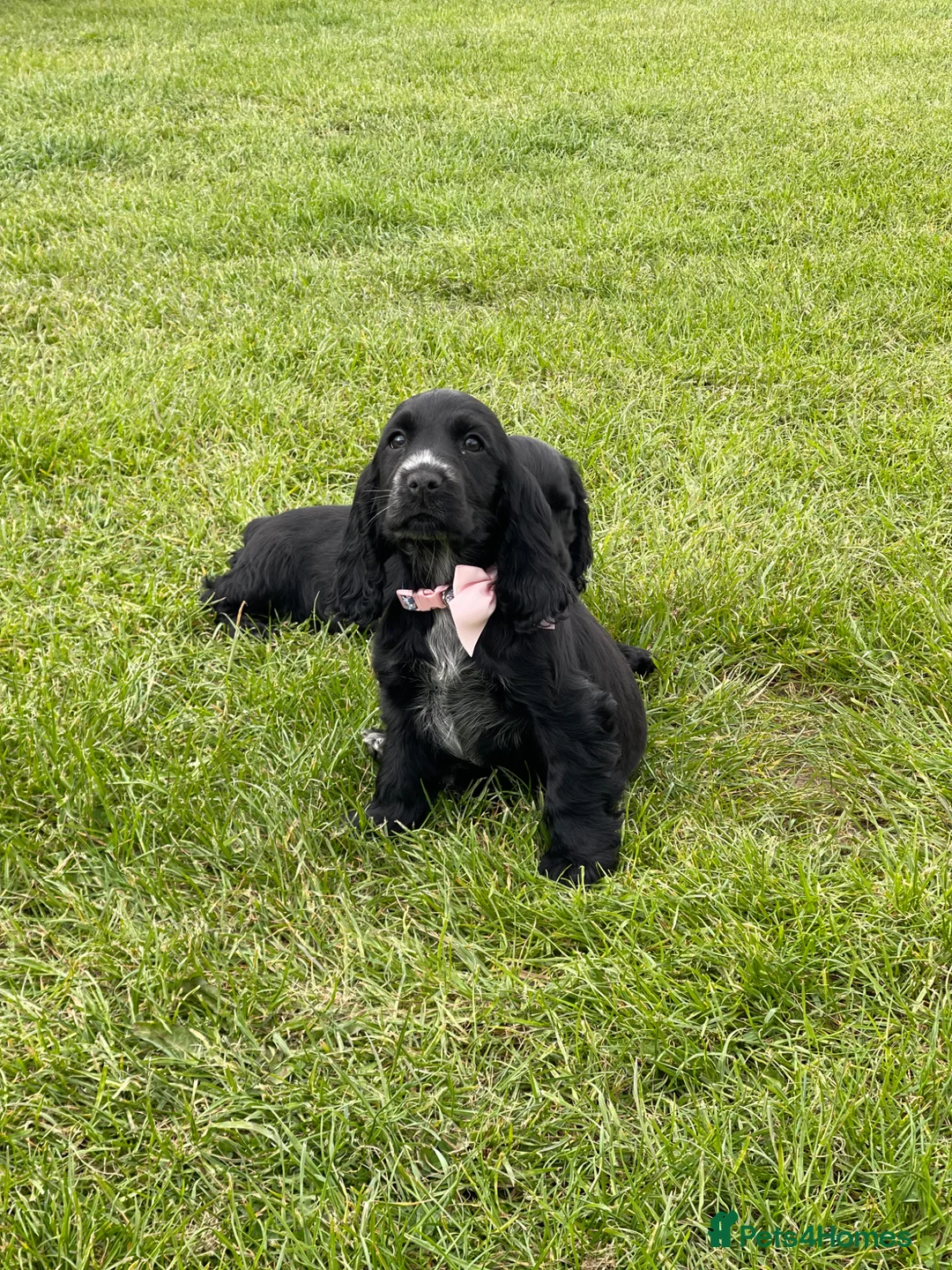 Cocker Spaniel dogs for sale: SHOW TYPE COCKER SPANEILS now ready for new home - Advert 1