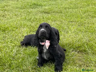 Cocker Spaniel dogs SHOW TYPE COCKER SPANEILS now ready for new home - Advert 10
