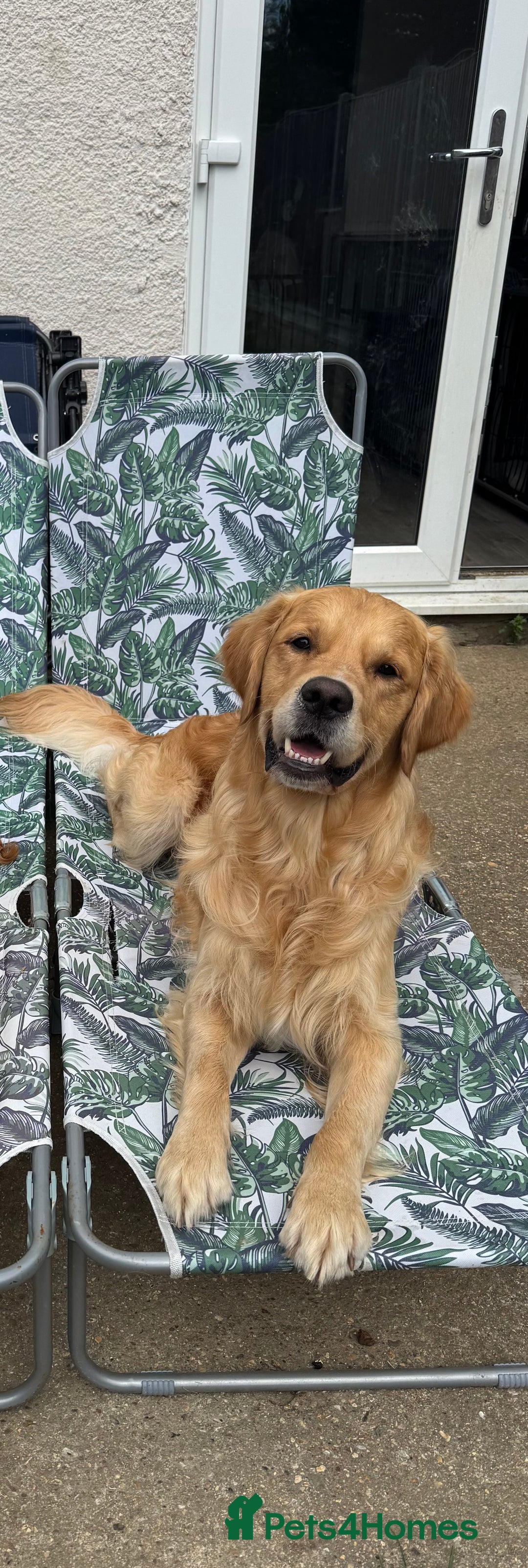 Golden Retriever dogs for stud: Beautiful KC Registered Golden Retriever Stud - Image 10