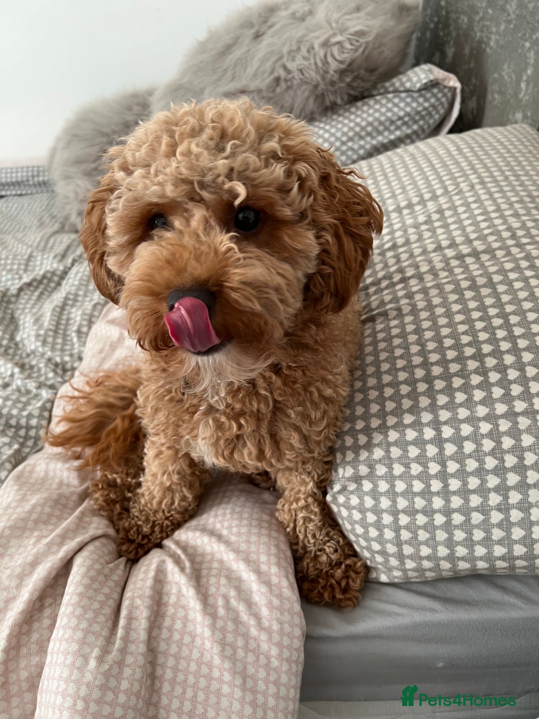 Cavapoo dogs for sale: Ruby Rose - Advert 3