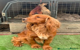 Cocker Spaniel dogs for sale: 🧡 Waiting List OPEN! 🧡 Fox Red WCS - Image 18