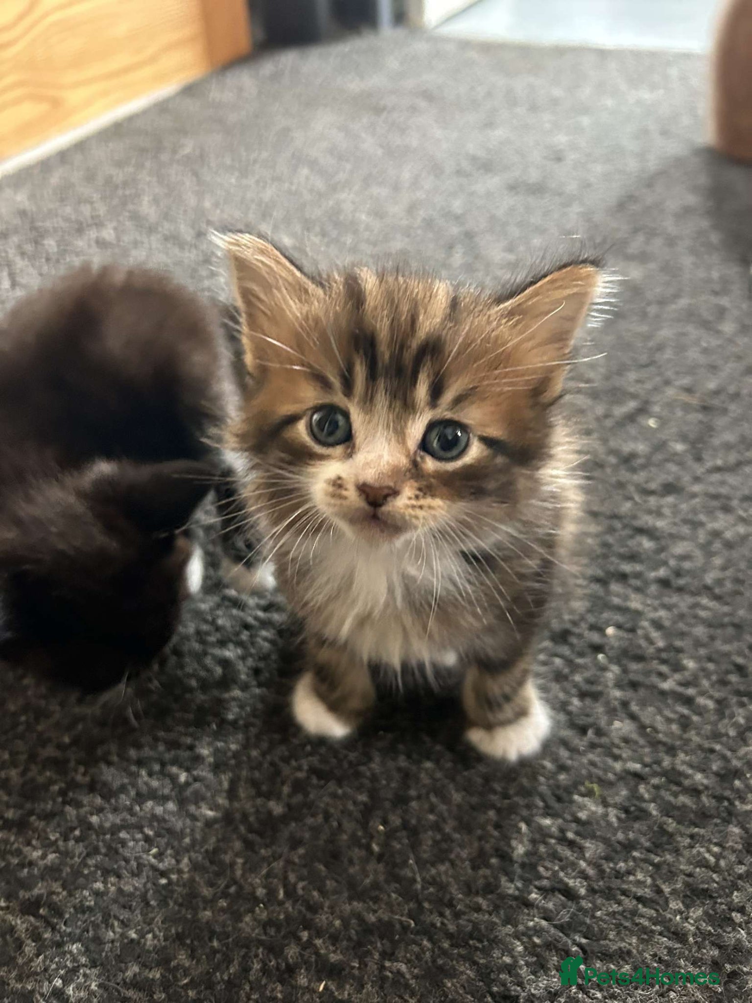 Mixed Breed cats for sale: 4 beautiful kittens available  - Advert 6