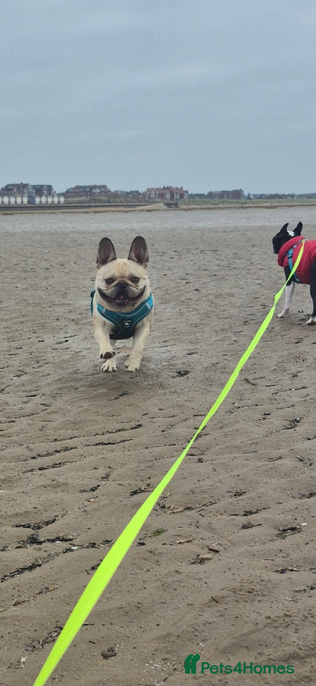 French Bulldog dogs for sale: French bulldog - Advert 5