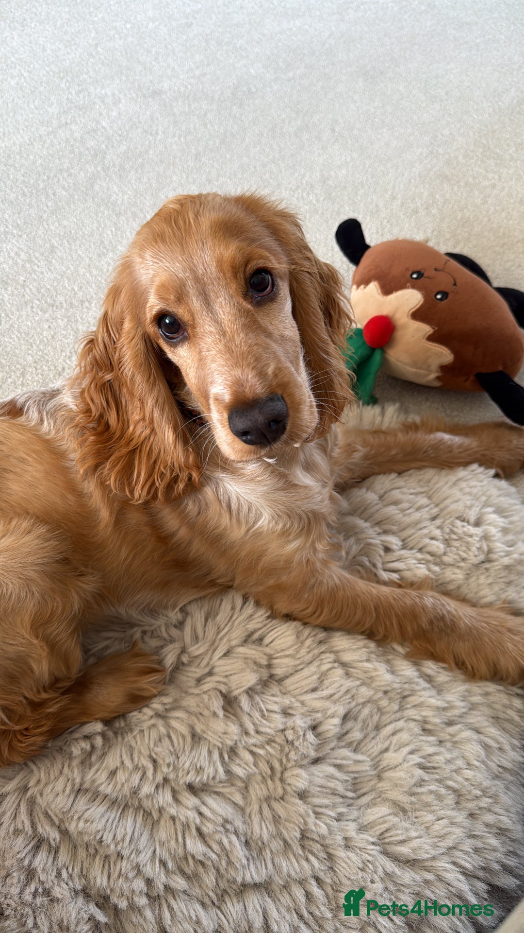 Cocker Spaniel dogs for sale: Honey 🧡 - Advert 3