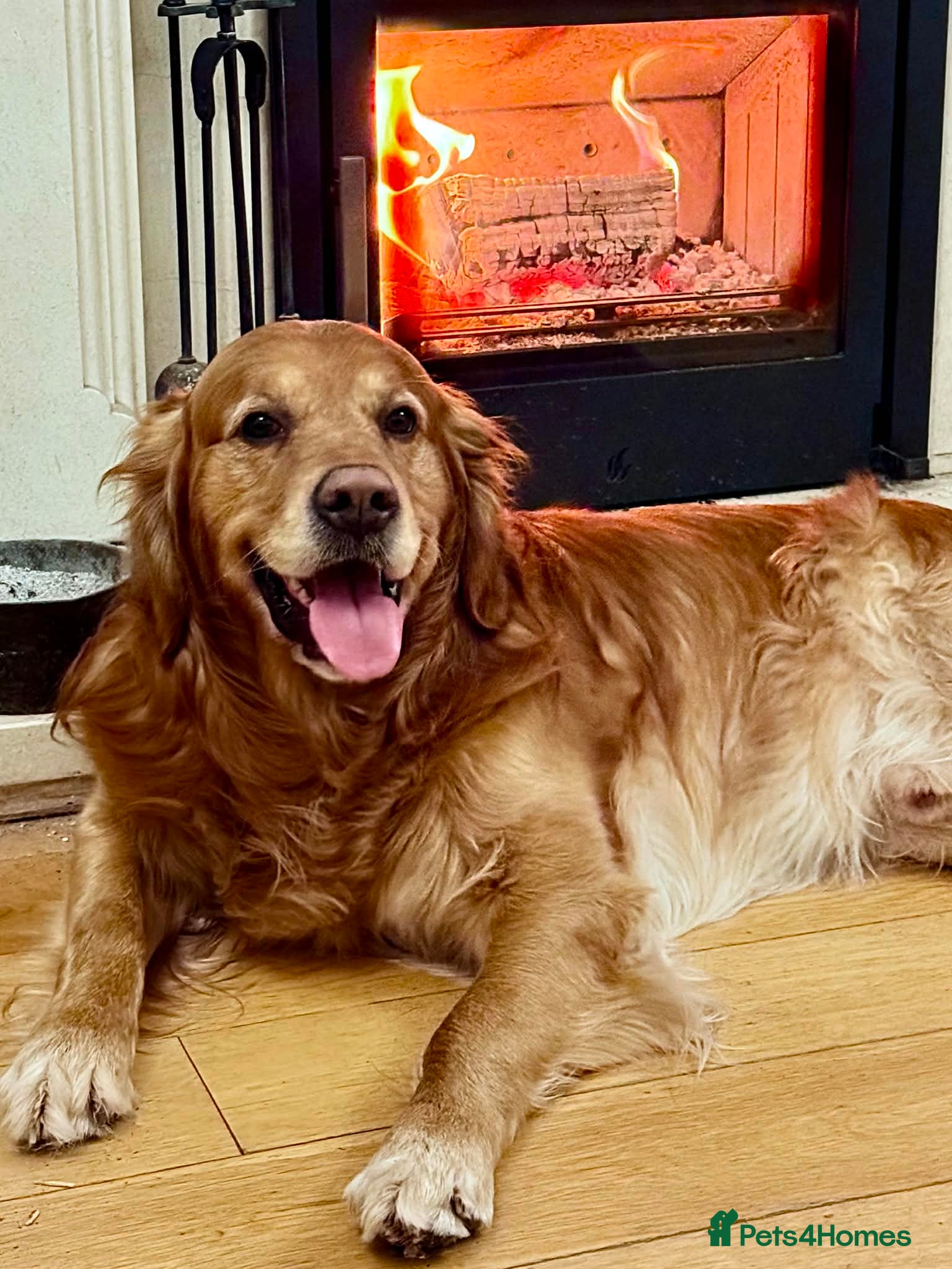 Golden Retriever dogs Boy for stud - Advert 1