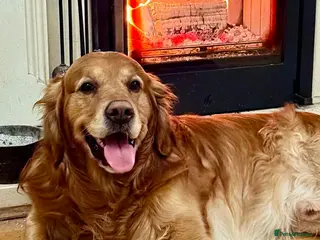 Golden Retriever dogs Boy for stud - Advert 1