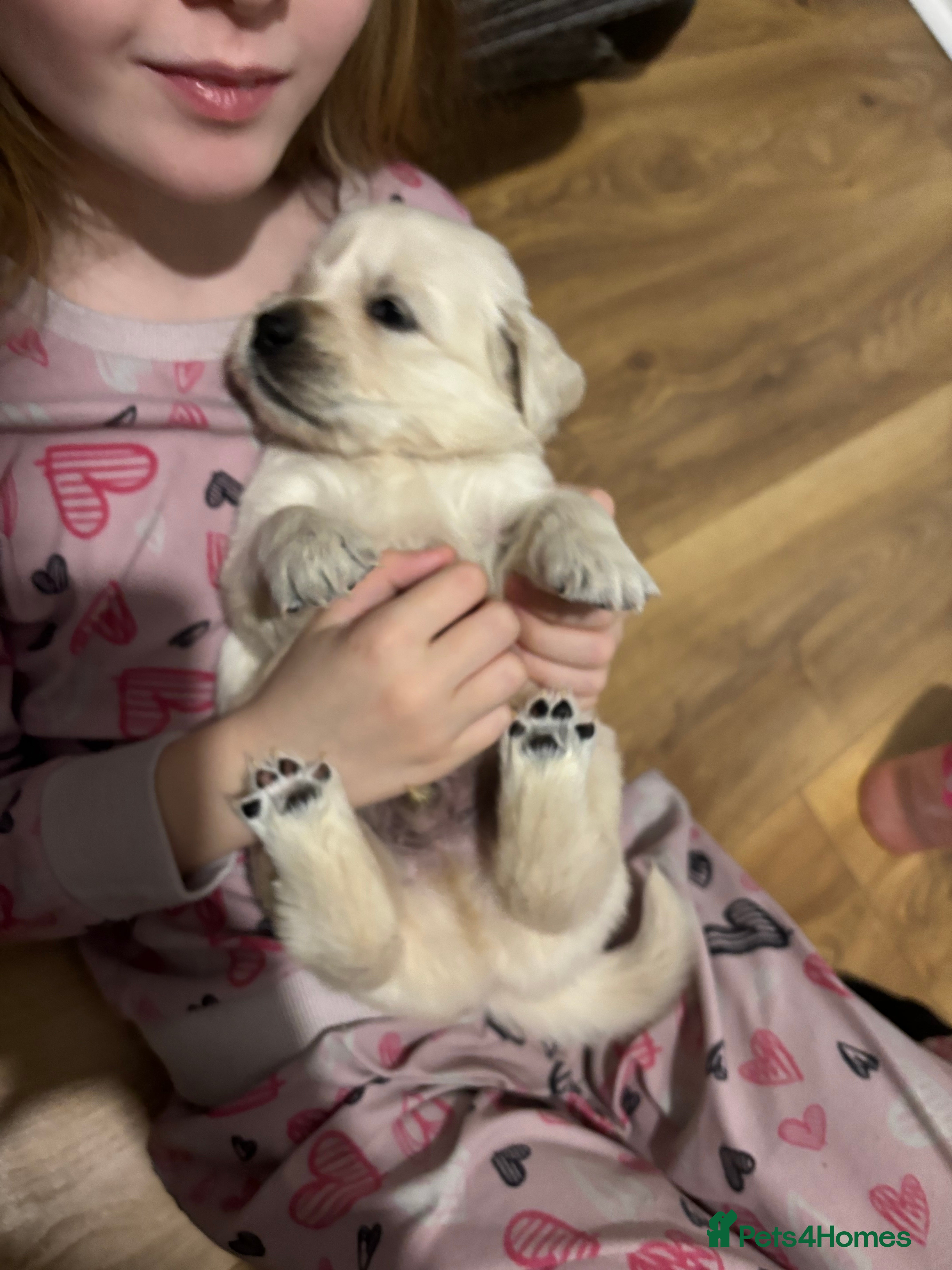 Golden Retriever dogs Golden Retriver puppies  - Advert 14